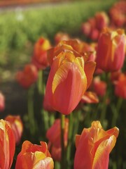 tulips