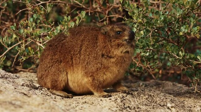 rock hyrax cute animal close up outdoor in wildlife nature of South Africa, Simon's town. Mammal animals procavia capensis concept. Little brown hyrax portrait cleaning his soft fur at sunny day