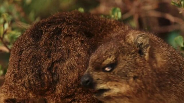 rock hyrax cute animal close up outdoor in wildlife nature of South Africa, Simon's town. Mammal animals procavia capensis concept. Little brown hyrax portrait cleaning his soft fur at sunny day