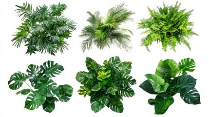 Naklejka premium Set of Lush Green Tropical Plants (Monstera, Palm, Rubber Plant, Pine, and Fern) Isolated on White Background, Featuring Vibrant Foliage and Natural Aesthetics