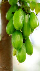 Averrhoa bilimbi or cucumber tree grow on tree.