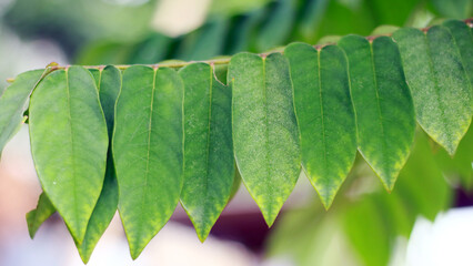 Averrhoa bilimbi leaves grow on trees.