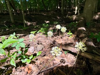 flowers in the forest
