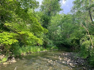 Obraz premium river in the forest