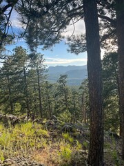 forest in the mountains