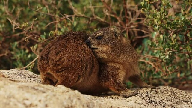 rock hyrax cute animal close up outdoor in wildlife nature of South Africa, Simon's town. Mammal animals procavia capensis concept. Little brown hyrax portrait cleaning his soft fur at sunny day