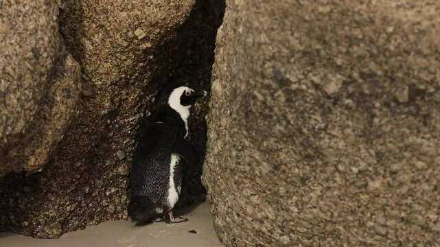 One little African penguin on sandy beach hiding between rocks. Spheniscus demersus or jackass penguin. Colony on Boulders Beach Nature Reserve in Simon's Town in South Africa. Wildlife nature birds