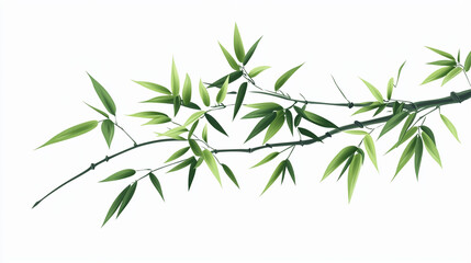 Fototapeta premium bamboo isolated on white background