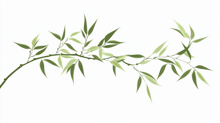 bamboo isolated on white