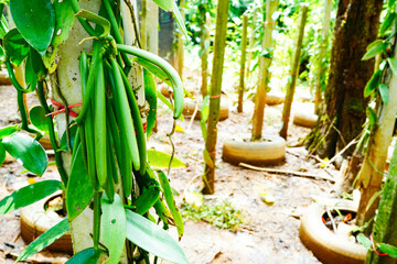 Selective focus Naturally Grown Vanilla , Fresh Vanilla pods from farm and hand picked by local farmers, Vanilla Fargrans (Salish) Ames, Vanilla Planifolia.