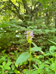 Southern-Ontario Flowers
