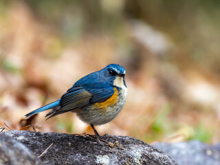 森の中で岩の上で周りを見渡しているルリビタキの雄
