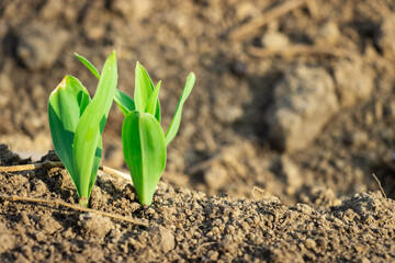 Brotes verdes de planta de maíz, creciendo en tierra seca de una huerta en los andes