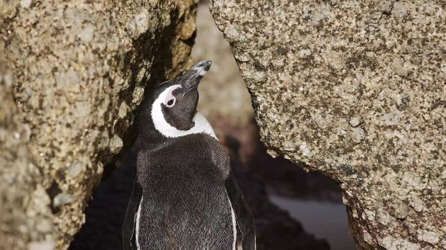 One little African penguin funny portrait hiding between rocks. Spheniscus demersus or jackass penguin. Colony on Boulders Beach Nature Reserve in Simon's Town in South Africa. Wildlife nature birds