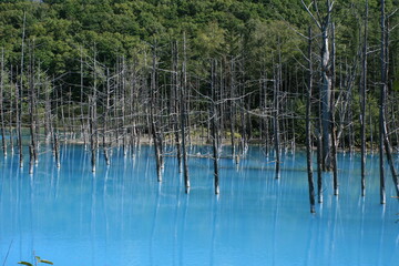 美瑛　青い池