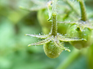 dew on tomato plant
