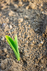 Brotes verdes de planta de maíz, creciendo en tierra seca de una huerta en los andes