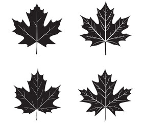 Maple leaves isolated on white collection of maple leaf set black silhouette vector illustration
