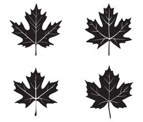 Maple leaves isolated on white collection of maple leaf set black silhouette vector illustration
