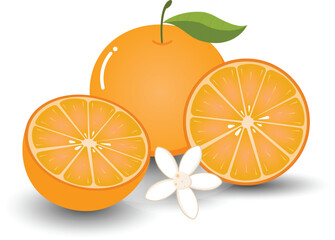 Fresh orange slices with green leaves on a white background