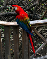 Red, blue & yellow macaw
