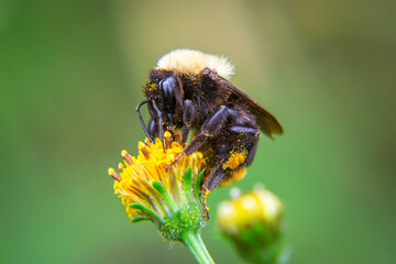 
We see a beautiful macro photograph of a bumblebee perched on a beautiful flower, with its stinger...