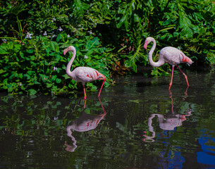 flamingos in water