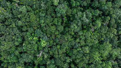 Aerial view nature green forest and green tree forest texture background, Texture and background green tree forest view from above, Nature conservation ecosystem.