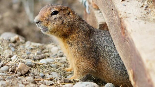 Side View Of Arctic Ground Squirrel (Parka) Calling From Its Den In Yukon, Canada. closeup shot