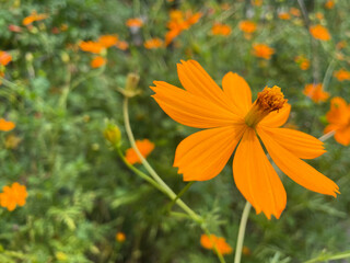キバナコスモスの花アップ
