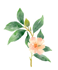 Obraz premium Peach flowers watercolor