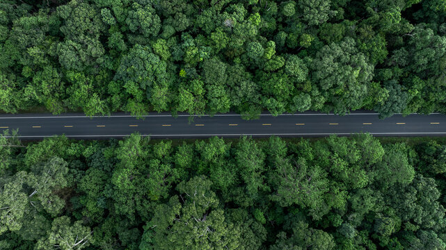 Fototapeta Aerial view road in the middle of the green forest tree, Asphalt forest road in deep tropical rainforest with green tree forest, Nature road adventure and travel environment.