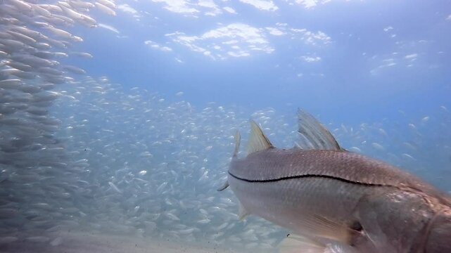 Snook swimming in ocean