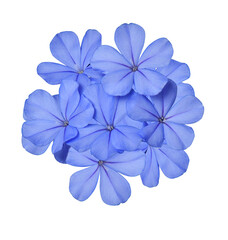 White plumbago or Cape leadwort flower. Close up small blue flower bouquet isolated on transparent...