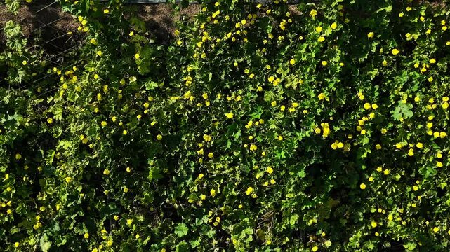 4k aerial view of beautiful Vietnam agriculture field, luffa trelis blooming yellow flower above pond, bee and butterfly pollinate for productivity crop