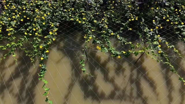 4k aerial view of beautiful Vietnam agriculture field, luffa trelis blooming yellow flower above pond, bee and butterfly pollinate for productivity crop