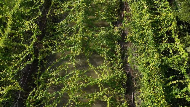 4k aerial view of beautiful Vietnam agriculture field, luffa trelis blooming yellow flower above pond, bee and butterfly pollinate for productivity crop