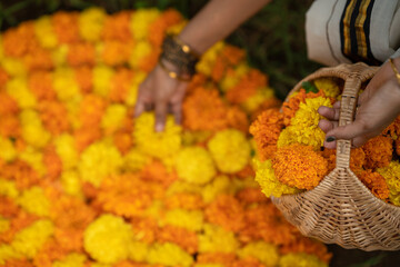 person holding basket of flowers, kerala traditional onam festival concept image