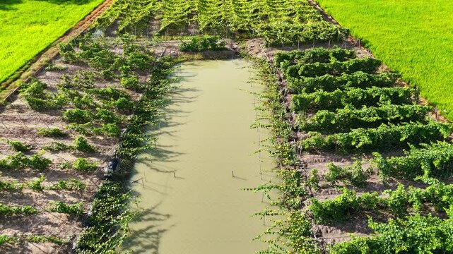 4k aerial view of beautiful Vietnam agriculture field, luffa trelis blooming yellow flower above pond, bee and butterfly pollinate for productivity crop
