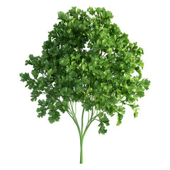 Green parsley isolated on transparent background