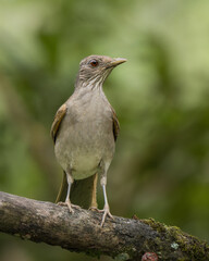 Turdus leucomelas