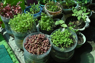 photo of spinach plants appearing to be growing well on top of mineral water gallon bottles using the self-watering pot technique
