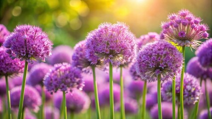 Fototapeta premium Closeup of purple Allium inflorescences basking in sunlight , purple, Allium, inflorescences, flowers, plants, nature