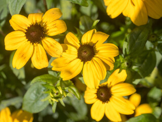 yellow rudbeckia closeup
