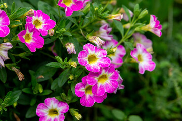 Fototapeta premium Bright magenta flowers of calibrachoa with a white yellow core