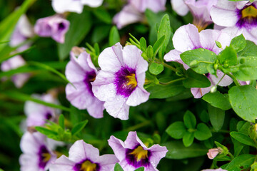 Pale lilac flowers of calibrachoa with a purple yellow core