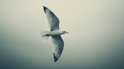 Obraz premium A lone bird flying across a gray sky with no other movement, [freedom], [isolation in flight]