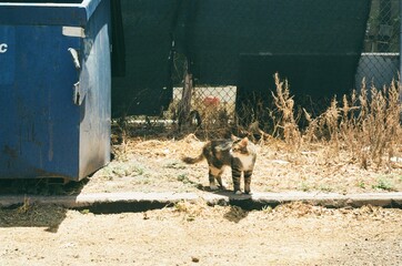 Cat pondering