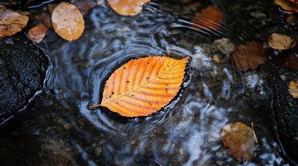 A leaf drifting down a stream in the fading light of autumn, [seasons passing], [inevitability of time]
