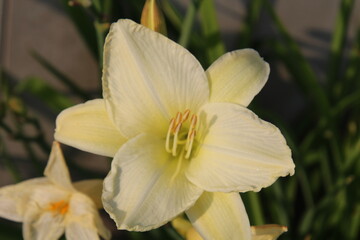 Fototapeta premium Lily In Bloom